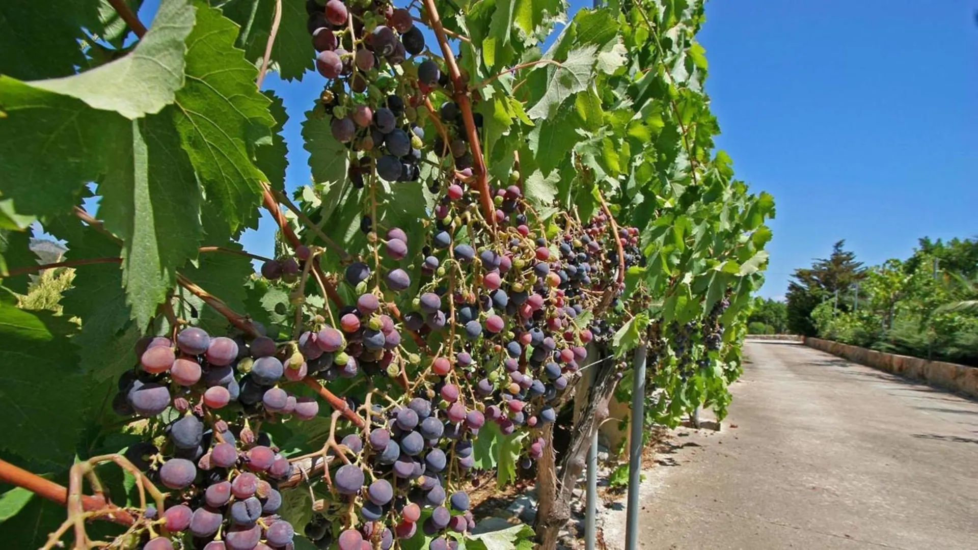Rafalet Pollensa Mallorca Španělsko